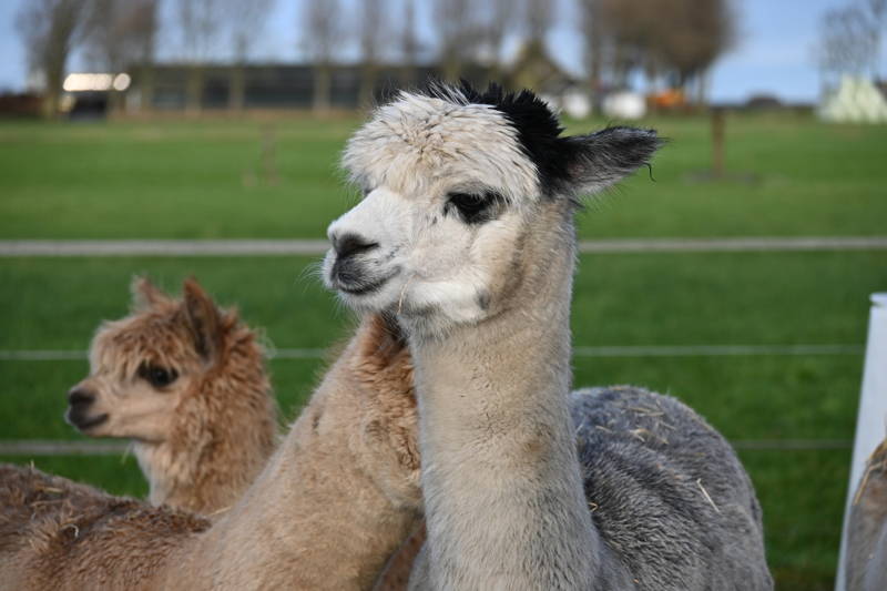 Alpacawandeling